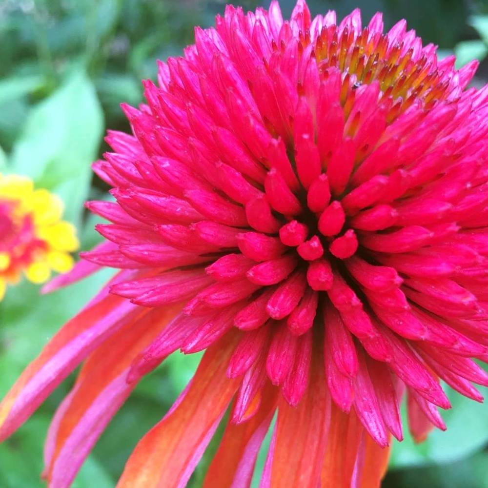 Meet your Posher, Diane